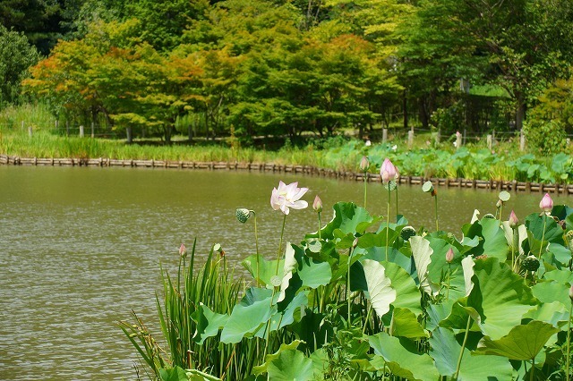 蓮の花はわずかの間しか見れません 仏教でのハスの意味は深いものでした