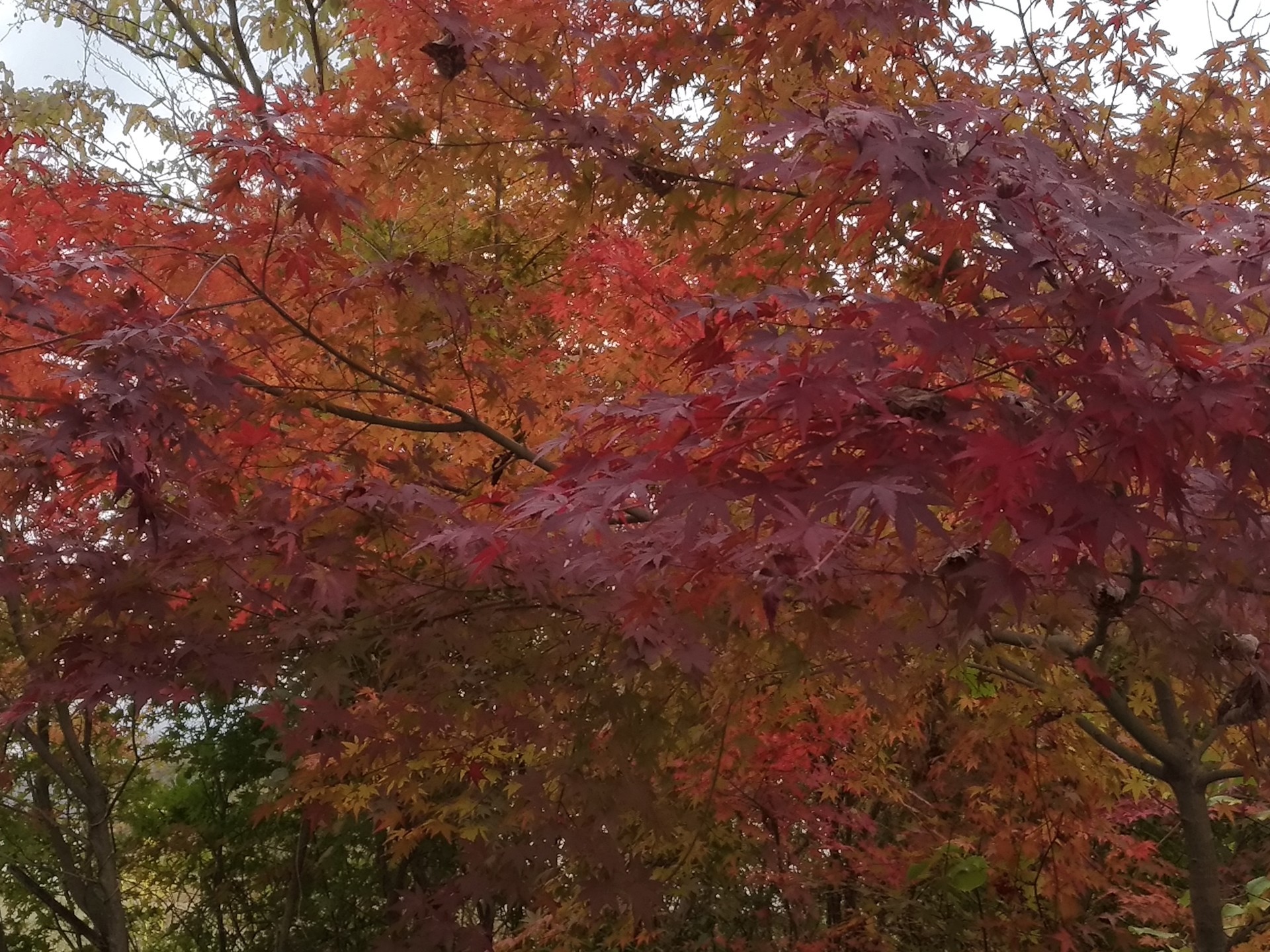 紅葉の季節になりました 真っ赤なもみじを京都に見に行きたくなりました